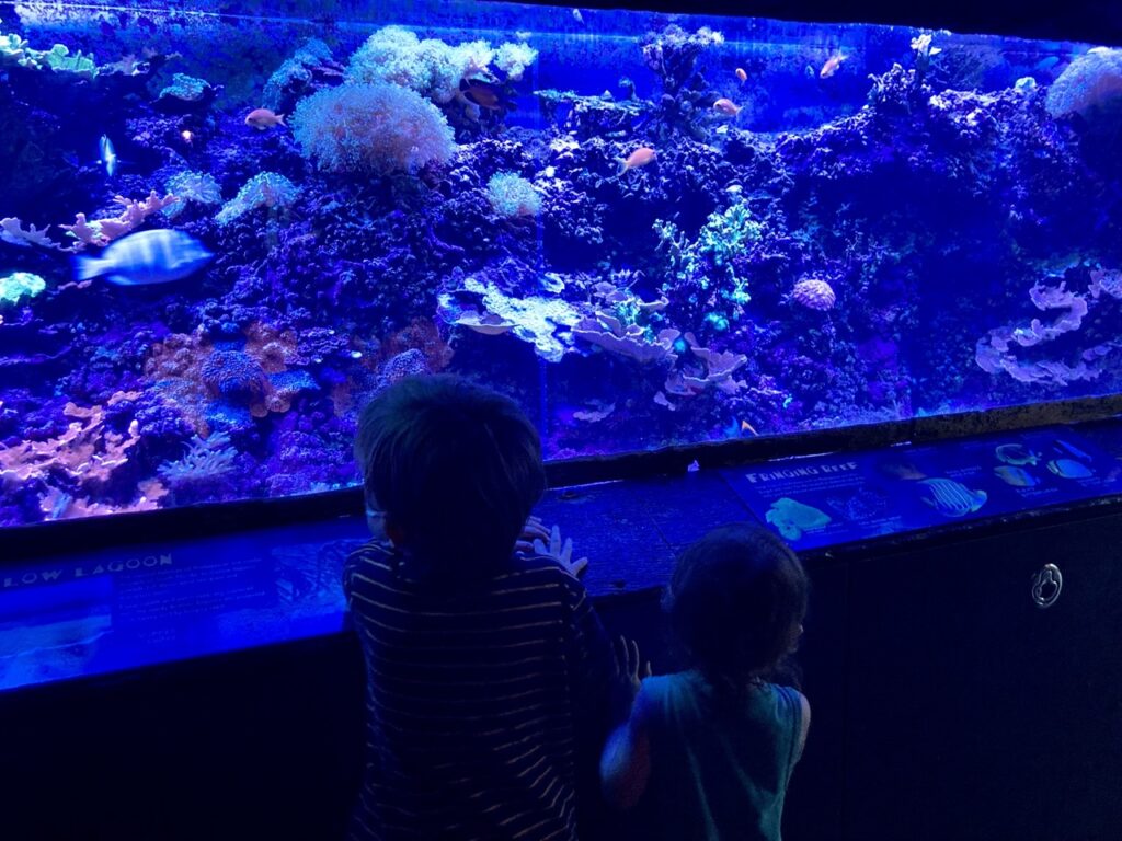 two toddlers standing in front of a tropical aquarium