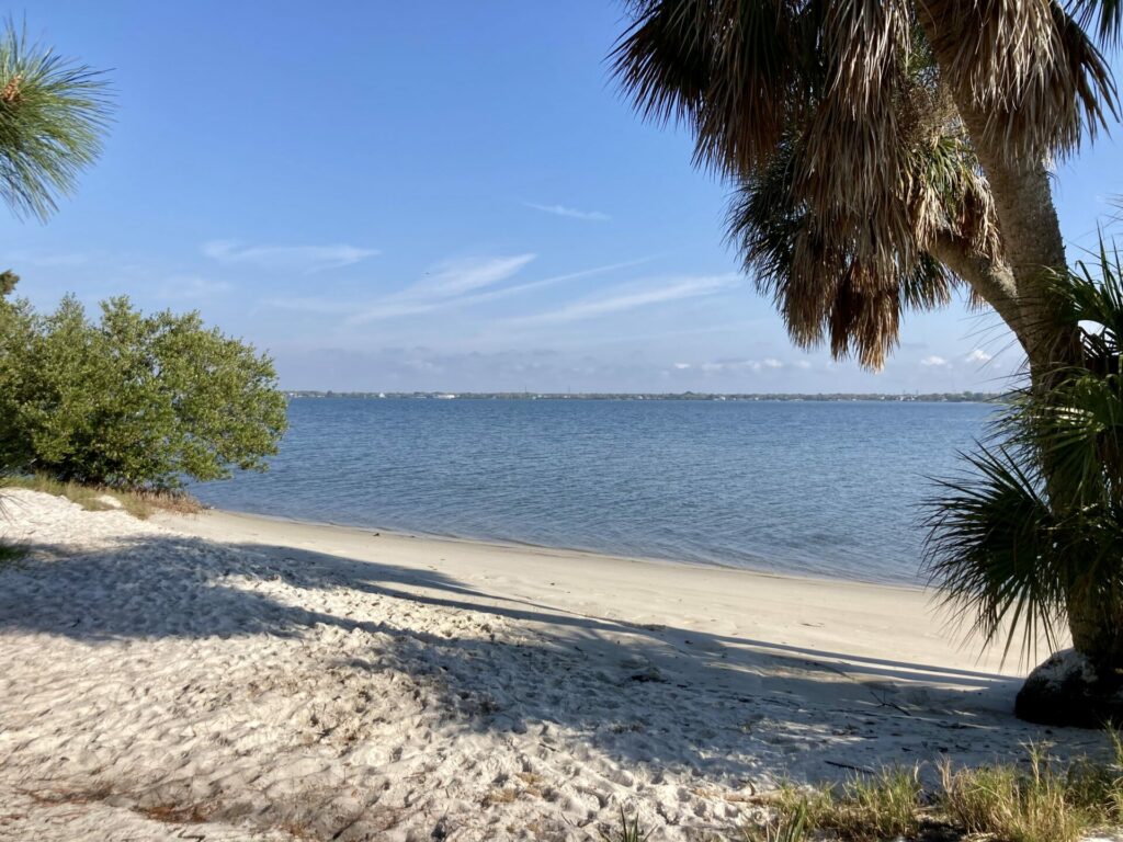 a little beach with a palm tree in Safety Harbor Florida