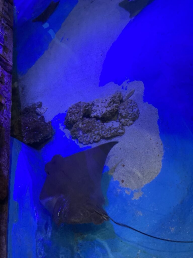 dark picture of a stingray in a touch tank at the clearwater marine aquarium