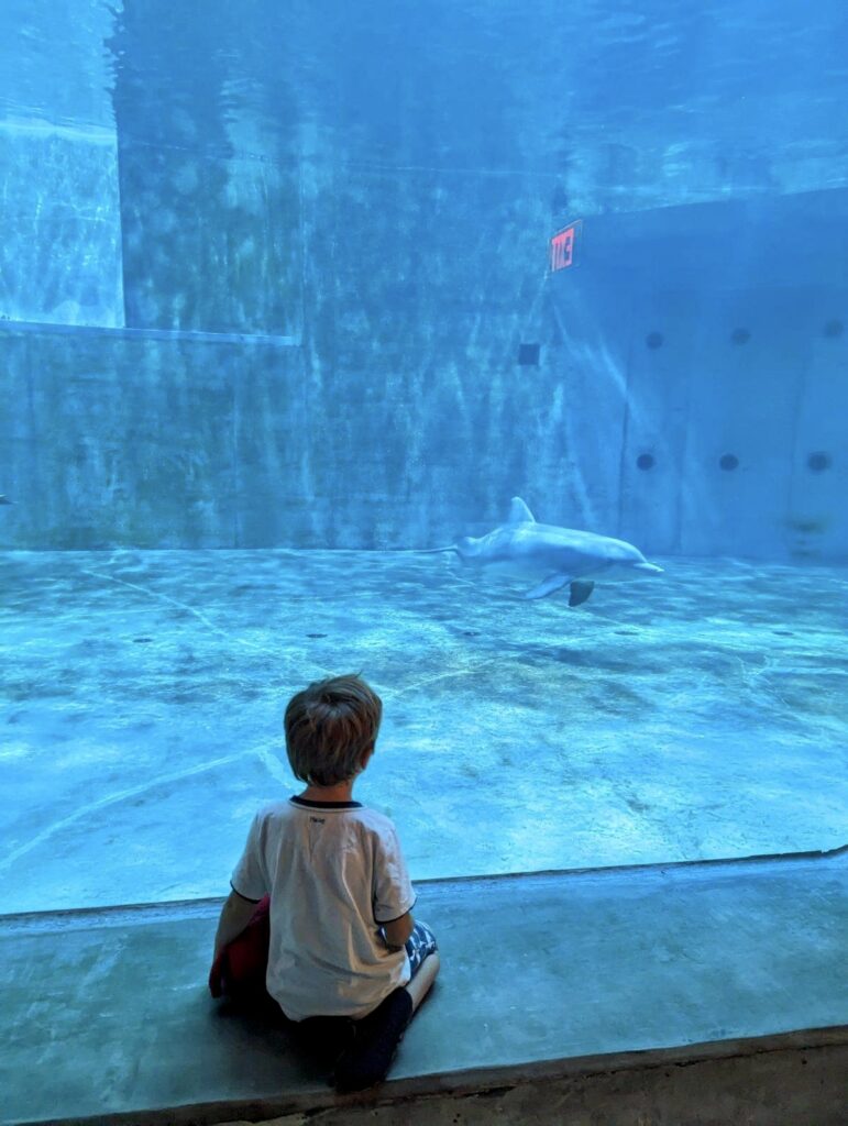 toddler boy sitting in front of the dolphin tank at the clearwater marine aquarium with a dolphin in the distance