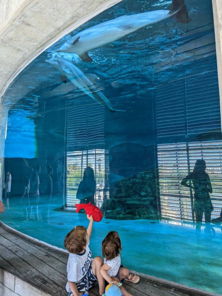 toddlers showing a red fish stuffed toy to dolphins at the clearwater marine aquarium