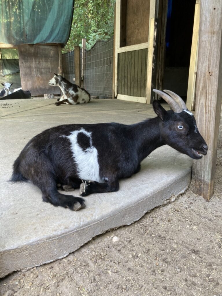 black goat with white strip in the middle of its belly sitting in its pen