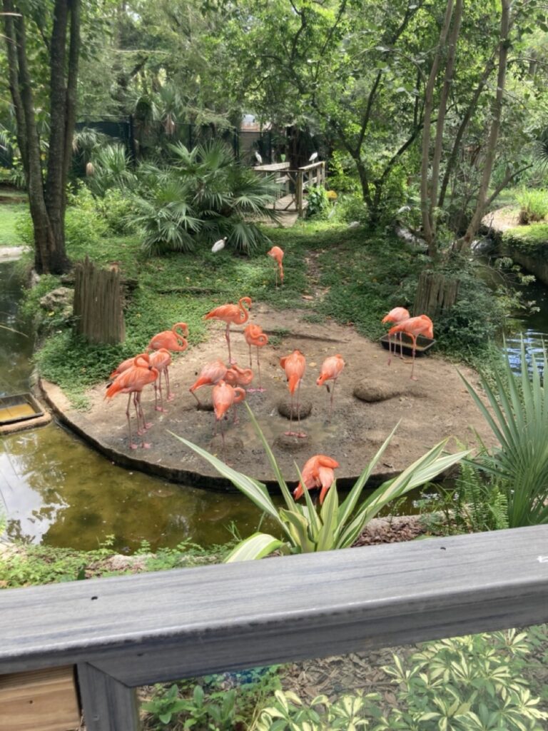 Flamingos standing around their exhibit at the Tampa zoo