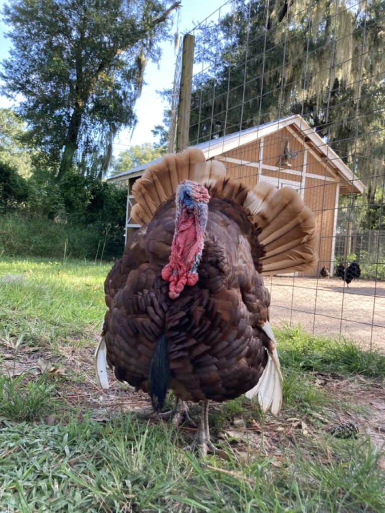 large turkey in front of the barn at old mcmicky's farm