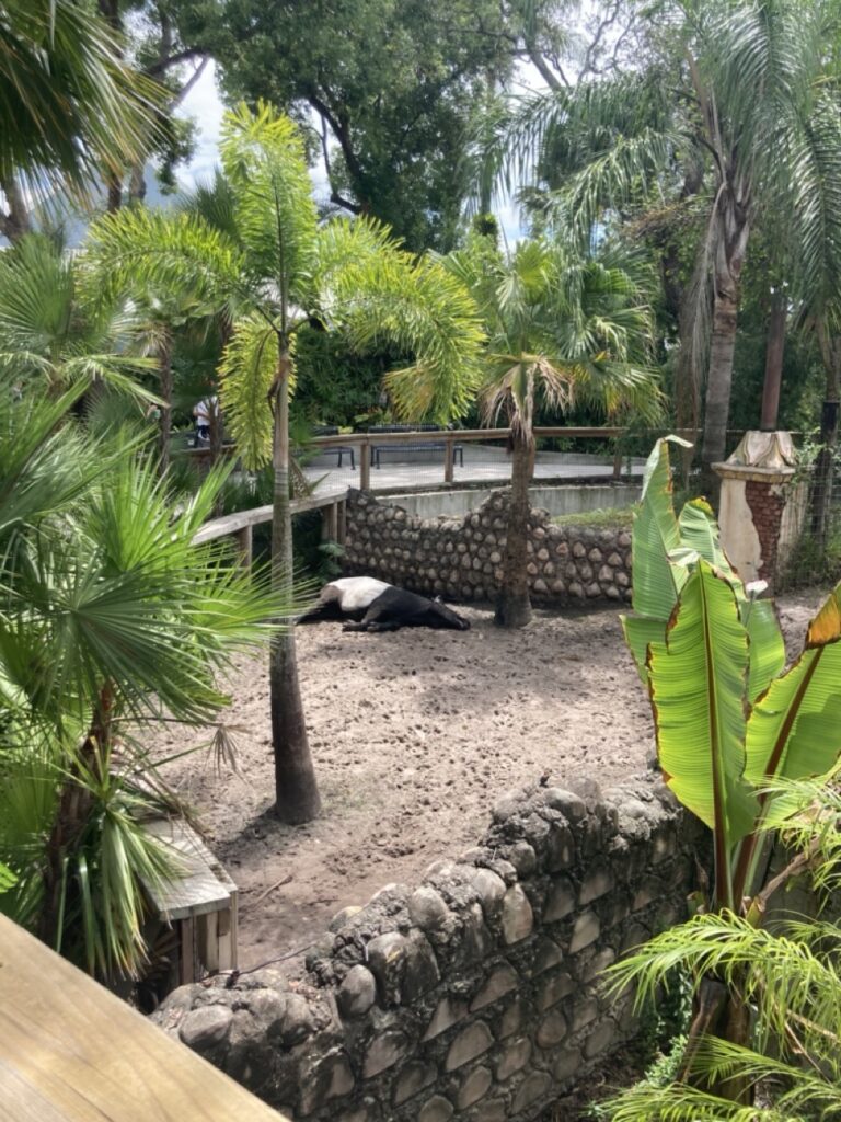 Tapir napping at the zoo at Lowry Park in Tampa Florida