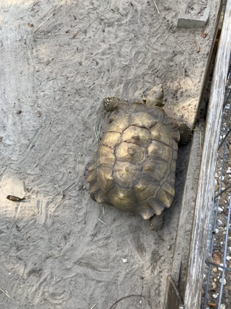 overhead picture of a tortoise showing the top of the shell as he crawls along dirt