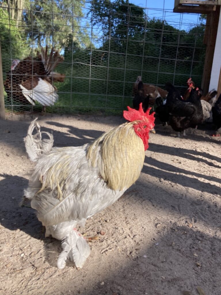 White chicken with red on the head and dark chickens in the background