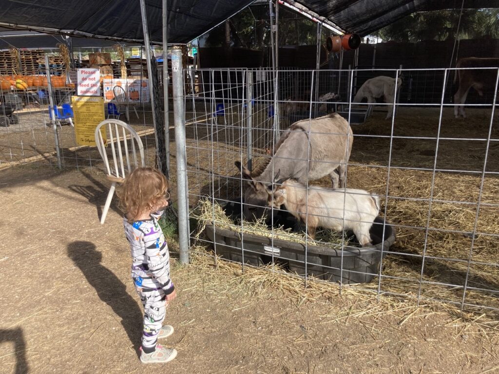 Toddler looking at goats at the petting zoo at a halloween pumpkin patch