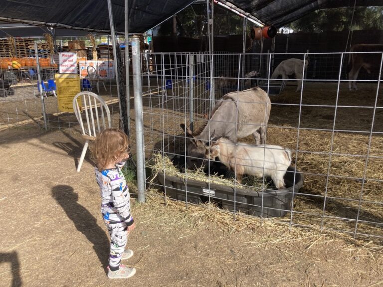 Farms & Petting Zoos Near St. Pete-Clearwater