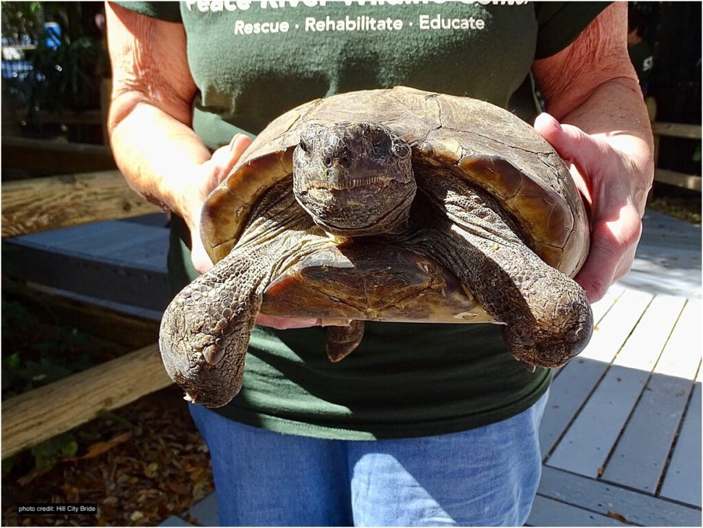 A turtle being held by two hands