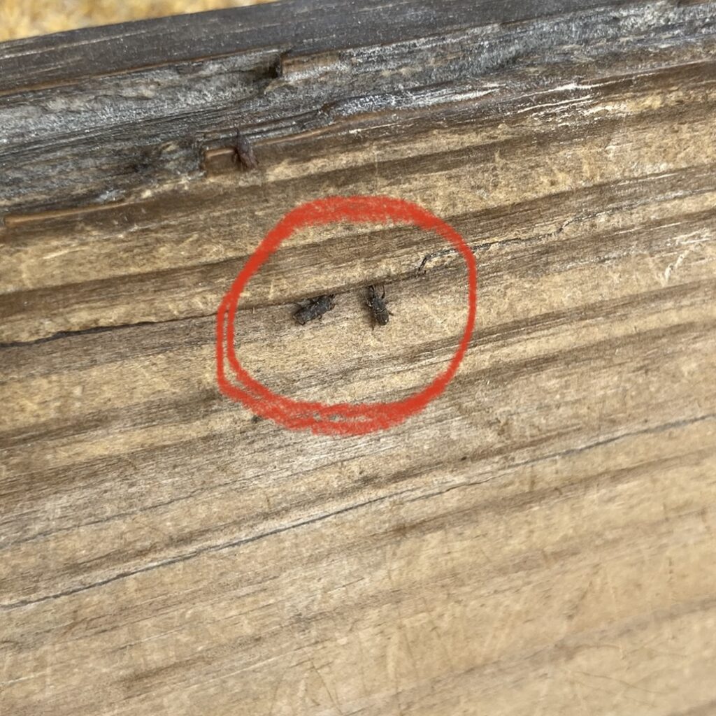 a red circle around two small bugs on a piece of wood.