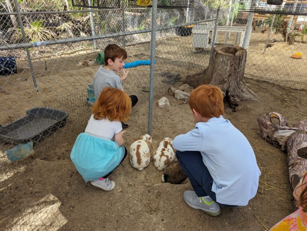 The back of three kids crouched down petting bunnies in a petting zoo at Tarpon Aquarium