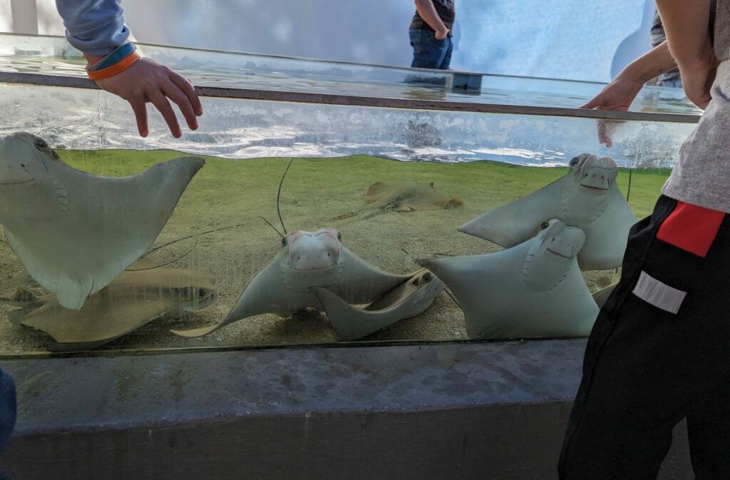 North American Native Fishtanks — Tarpon Bay had a few tanks