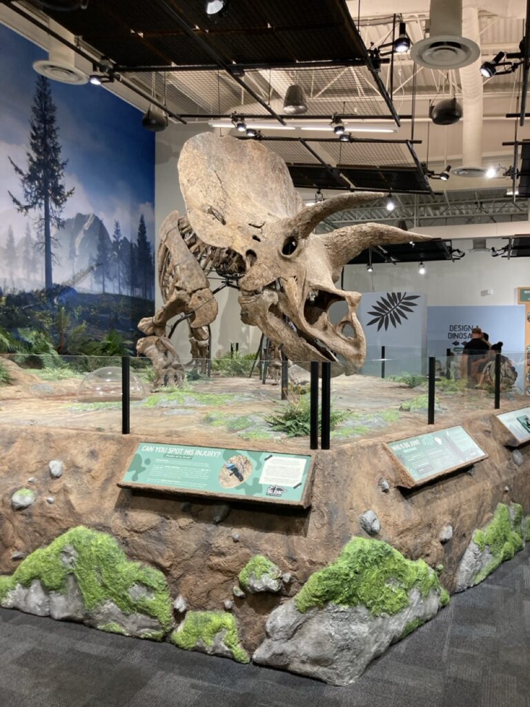 Triceratops skeleton named Big John at the Glazer's Children Museum