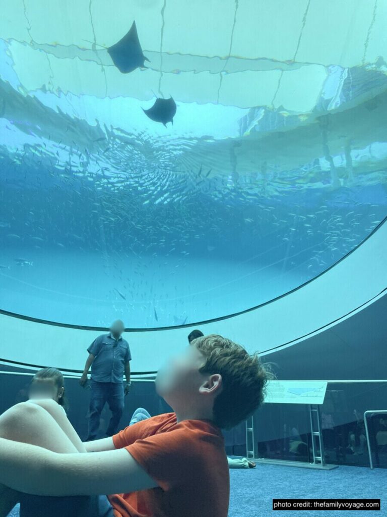 Child looking up at the overhead aquarium ceiling with stingrays swimming by at the Frost Science Museum in Miami