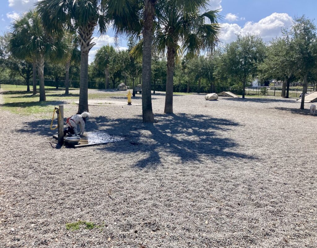 view of a dog park with palm trees and a poodle and dog obstacles in the distance in Tarpon Springs