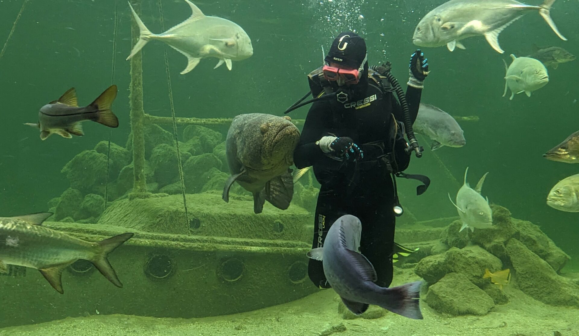 Tarpon Springs Aquarium Local's Guide Suncoast Family Fun