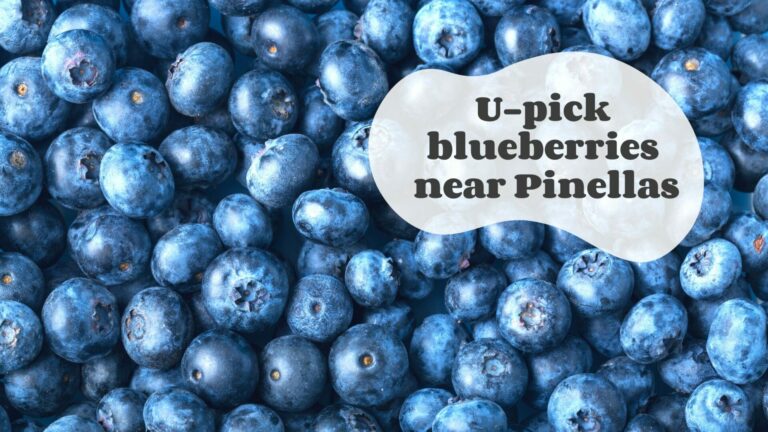 U-Pick Blueberry Farms Near Clearwater-St. Pete