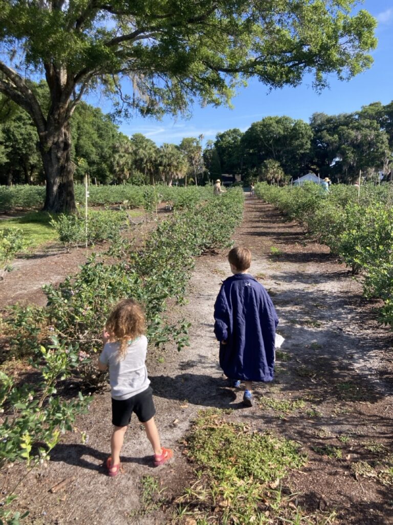 toddlers walking in a u-pick blueberry field