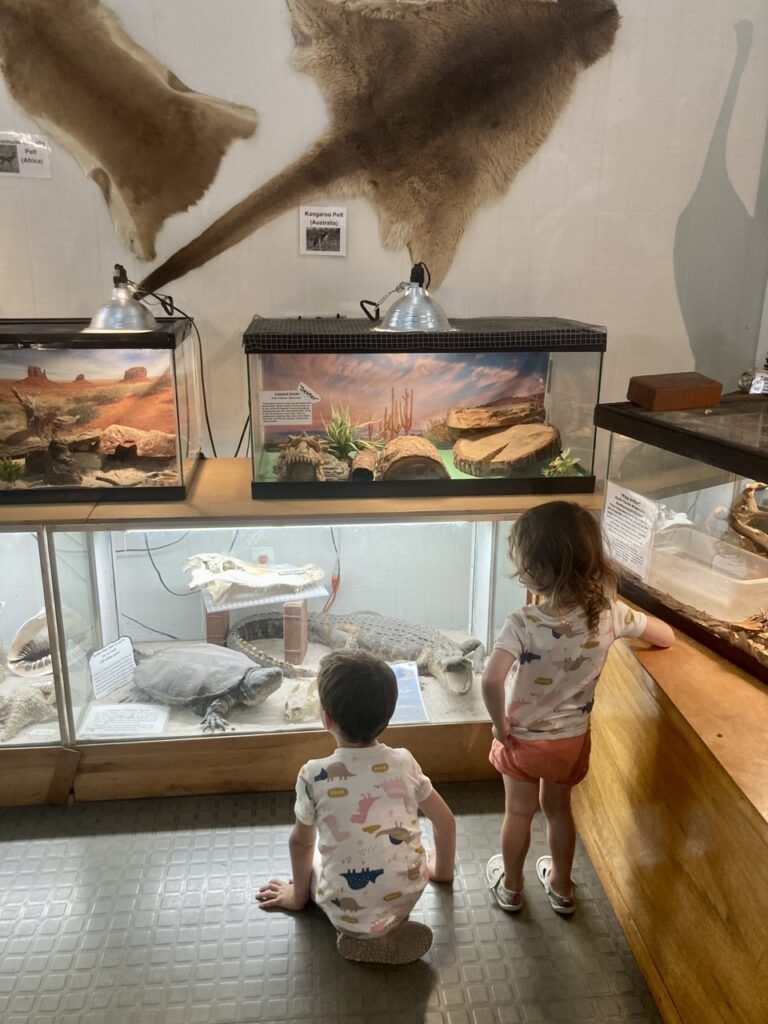 Kids looking at amphibian tanks and displays of an alligator and turtle at McGough Nature Park in Largo FL 