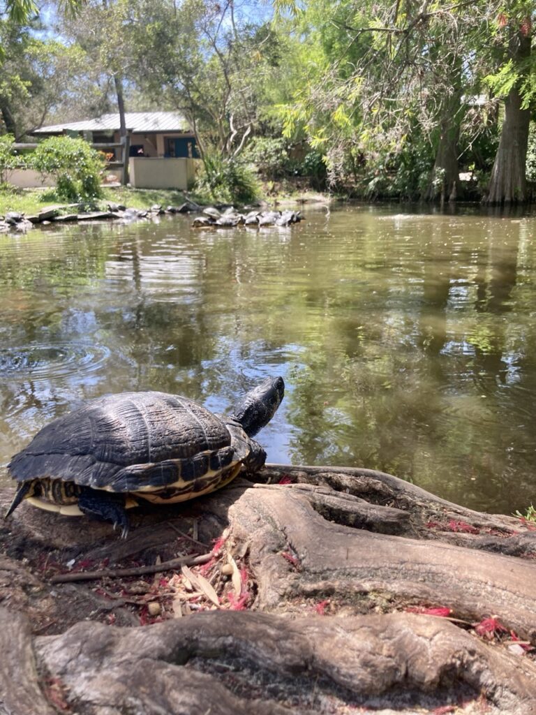 Turtle sitting on a tree root on the edge of a lake shore with an island of turtles in the background at McGough Nature Center in Largo