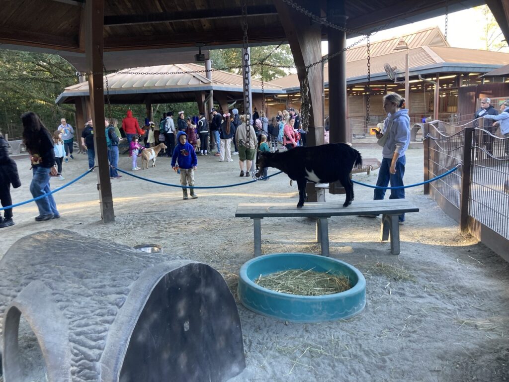 petting zoo at animal kingdom